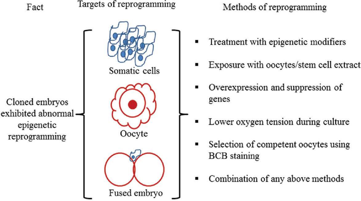 Different approaches used to correct an epigenetic reprogramming in buffalo cloned embryos. Somatic cell, oocyte, and fused embryo can be treated with any mentioned method either individually or in combination to improve reprogramming. BCB, Brilliant Cresyl Blue. Source: Ref. 3.